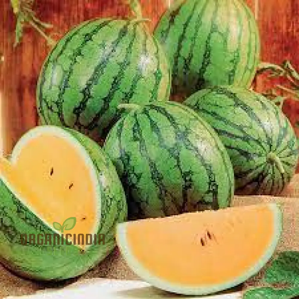 Watermelon Heirloom Mix Seeds Premium Quality Seeds for Planting And Gardening Organic Heirloom Variety - Image 5