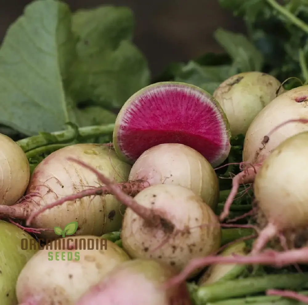 Watermelon Radish Seeds for Planting Heirloom Non GMO, Plant & Grow Radish in Home Outdoor Garden