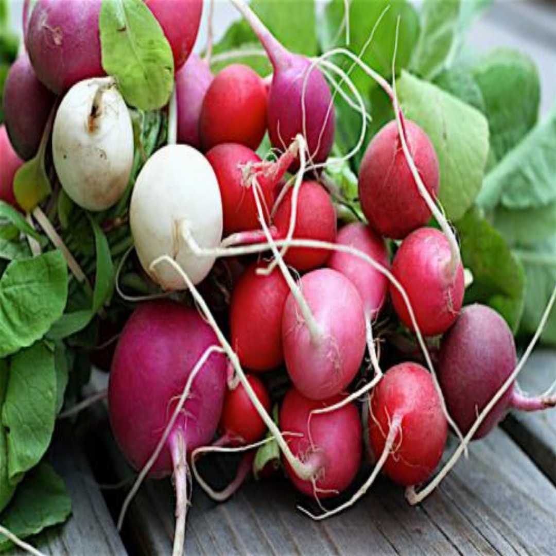 Watermelon Radish Seeds for Planting Heirloom Non GMO, Plant & Grow Radish in Home Outdoor Garden - Image 2