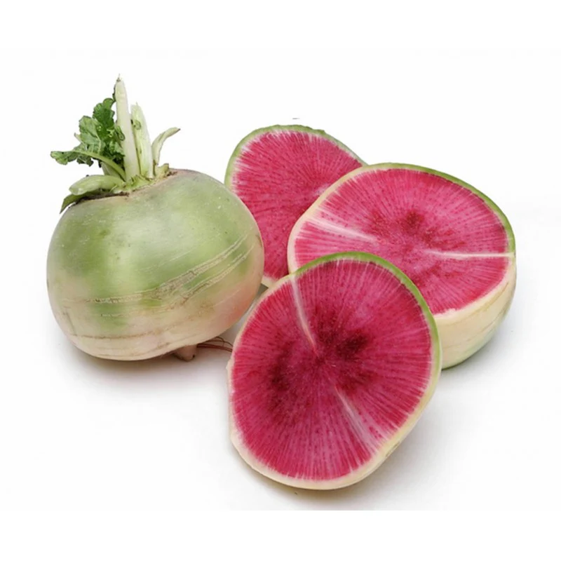 Watermelon Radish Seeds for Planting Heirloom Non GMO, Plant & Grow Radish in Home Outdoor Garden - Image 3