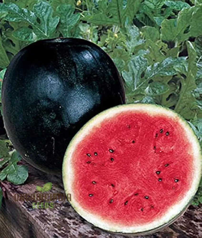 Watermelon - Sugar Baby Seeds for Home Gardening | Heirloom Fruit Seeds for Delicious Melons - Image 4