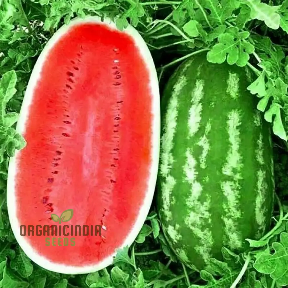 Watermelon - Wildcat F1 Seeds for Planting and Gardening - Premium Quality Seeds for Home and Garden Cultivation - Image 3