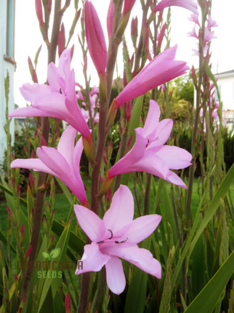 Watsonia Borbonica Seeds - Exquisite Flowering Planting for Your Garden - Image 4