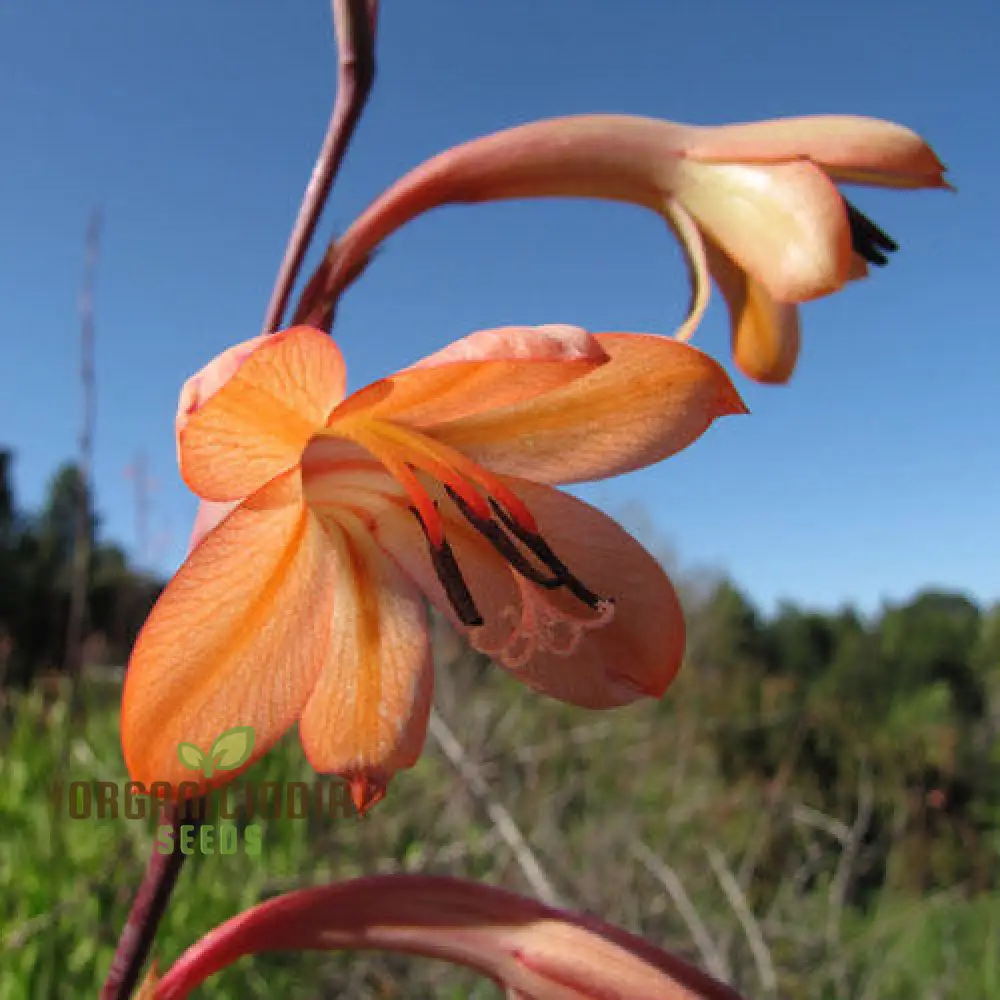 Watsonia Meriana Var Bulbillifera Seeds - Premium Quality for Planting Success - Image 4