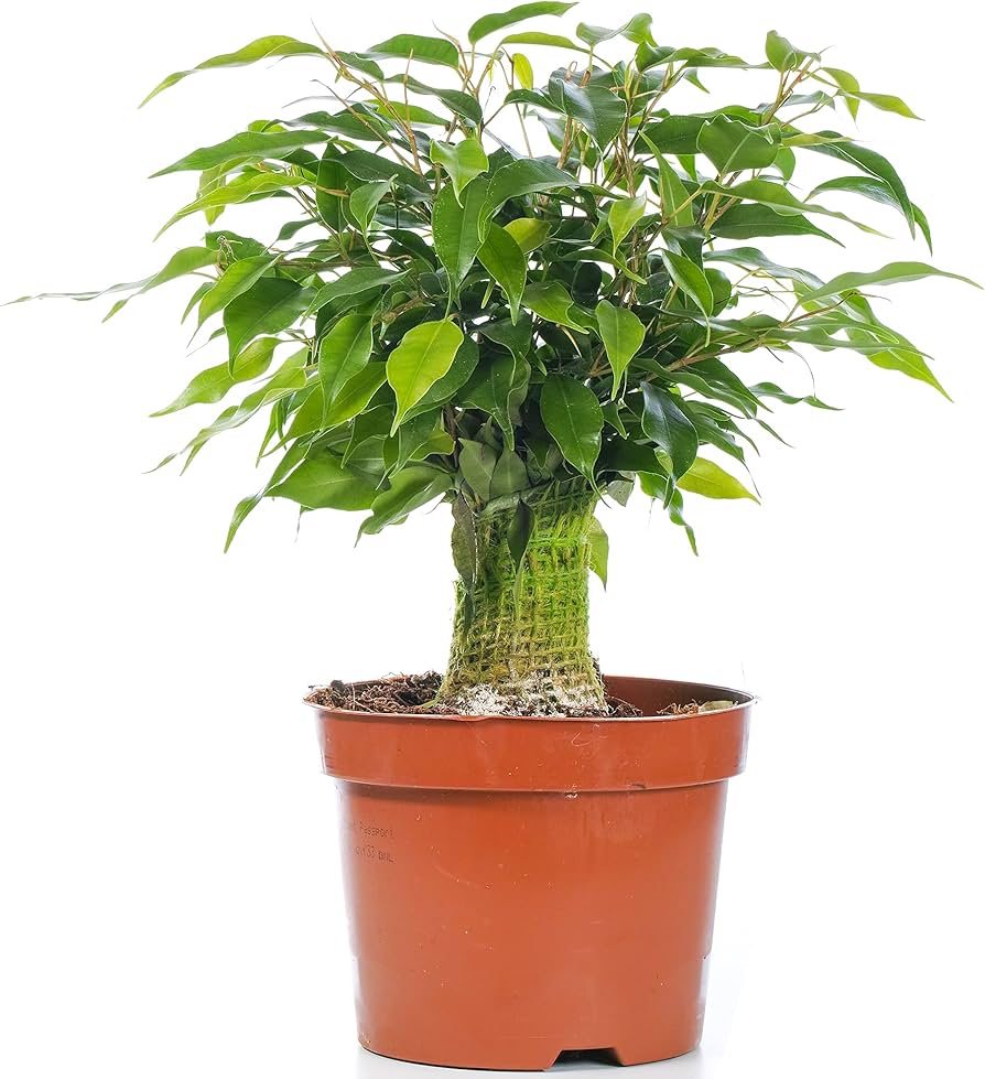 Weeping Fig Houseplant Seeds