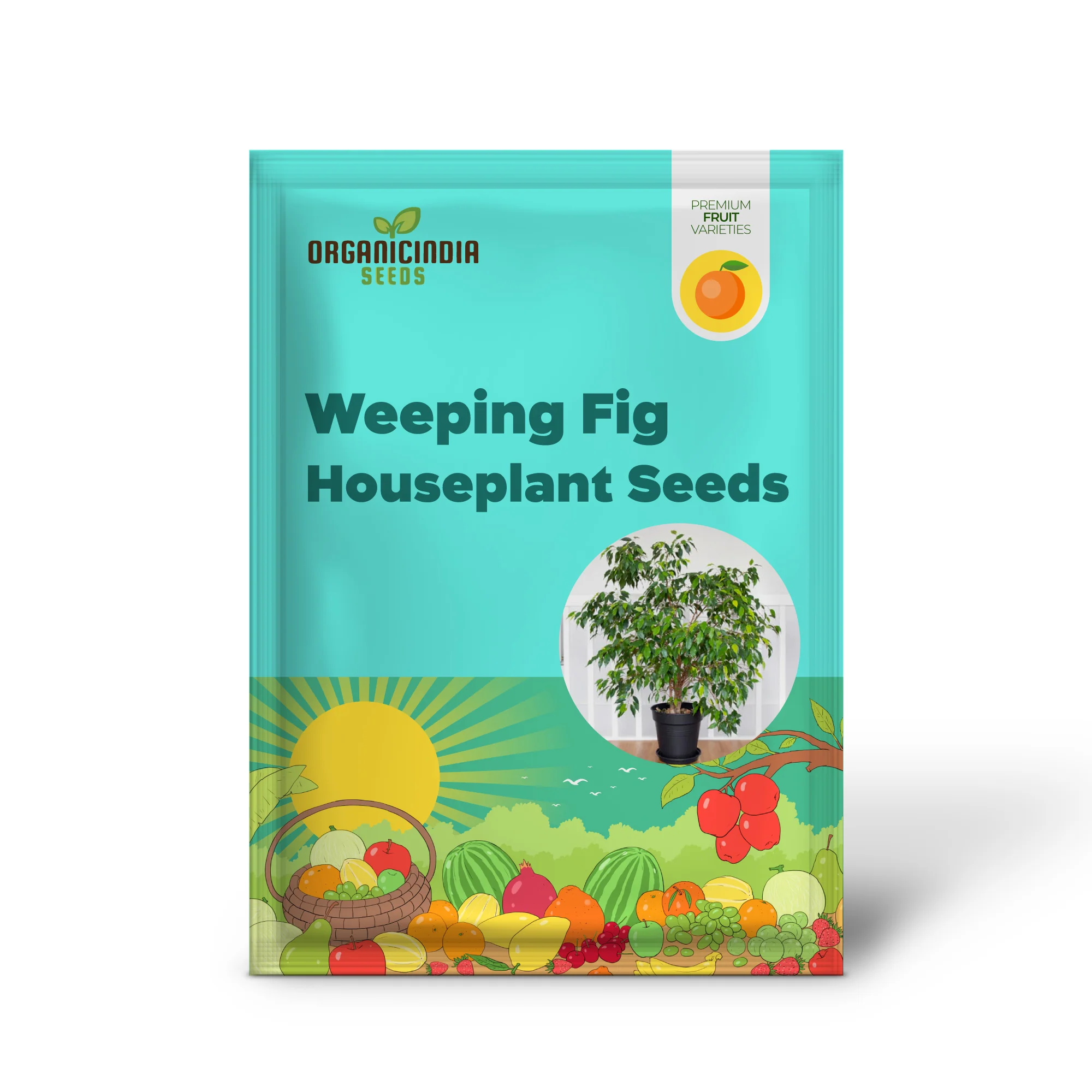 Weeping Fig Houseplant Seeds - Image 2