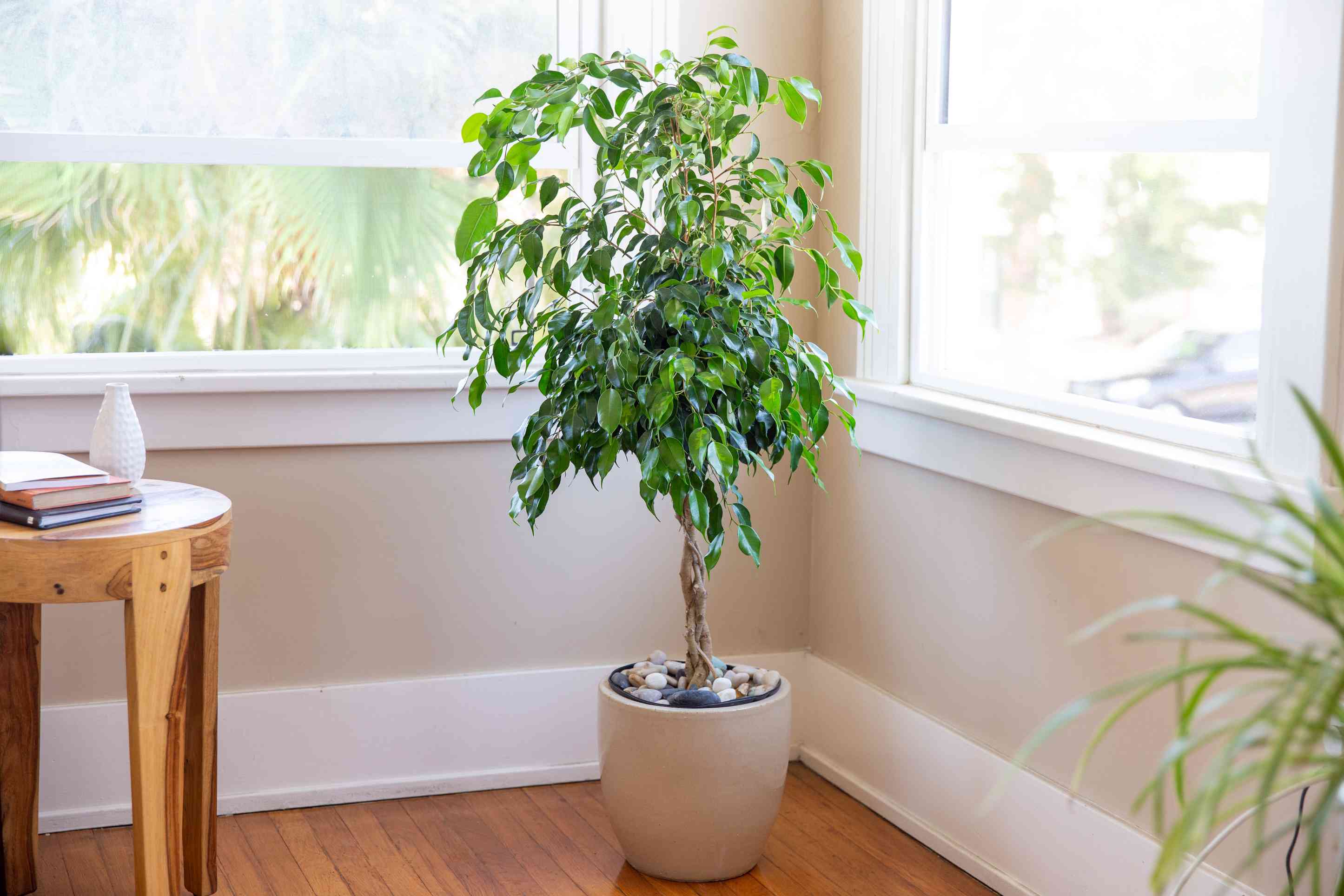 Weeping Fig Houseplant Seeds - Image 4