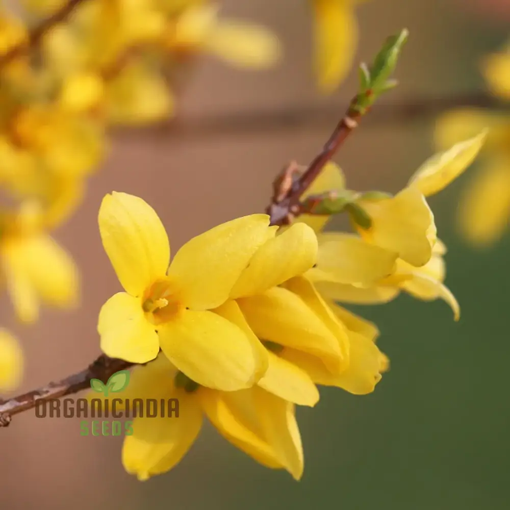 Weeping Forsythia Seeds – Forsythia Suspensa Shrub