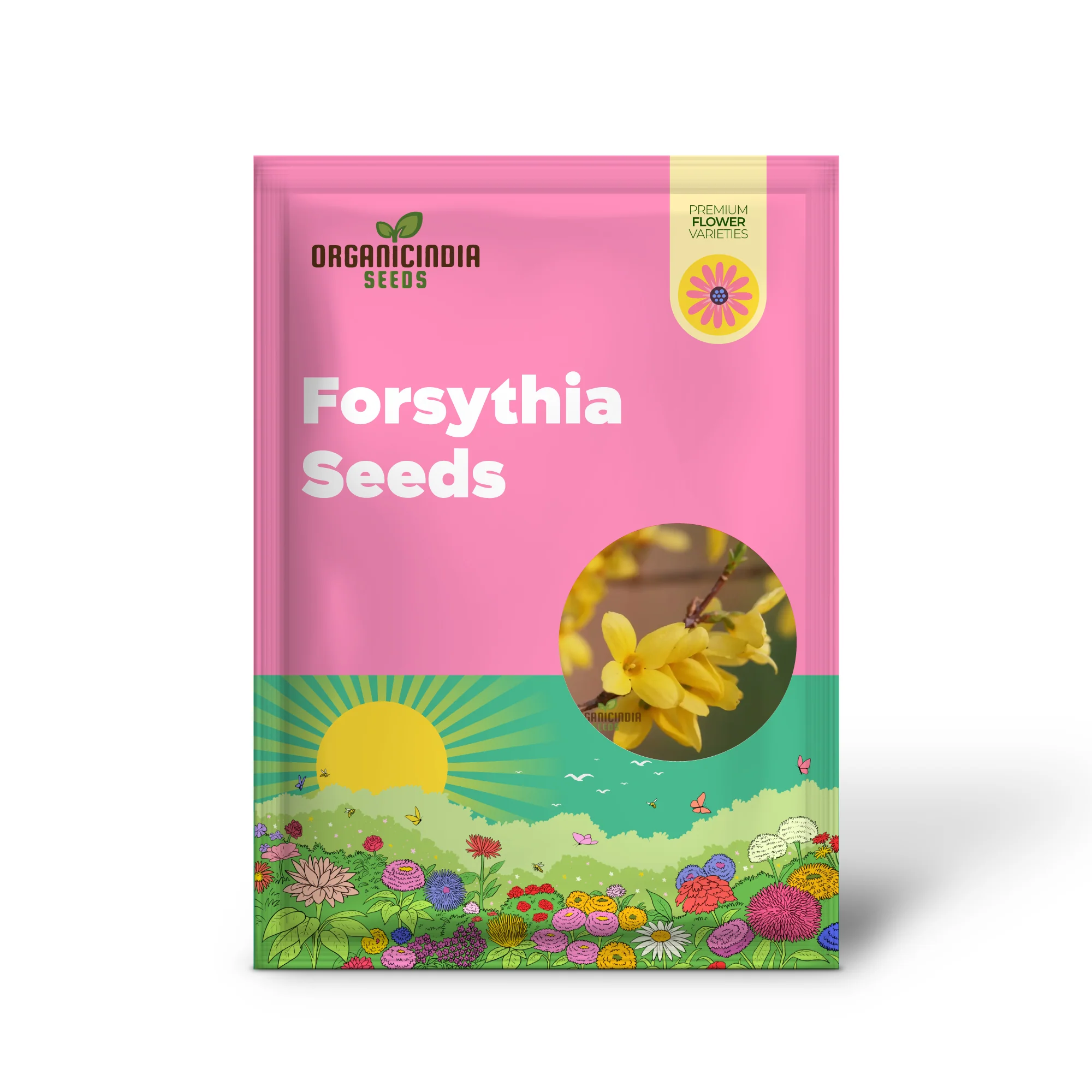 Weeping Forsythia Seeds – Forsythia Suspensa Shrub - Image 2