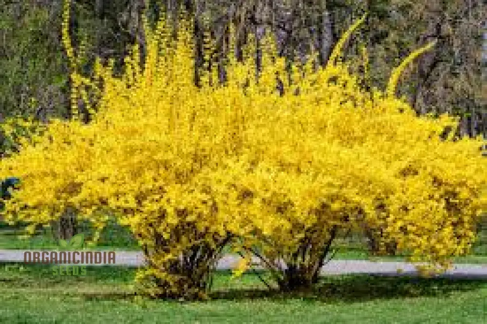 Weeping Forsythia Seeds – Forsythia Suspensa Shrub - Image 3