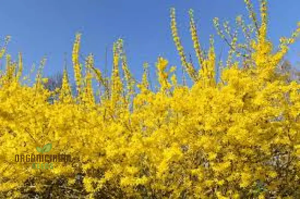 Weeping Forsythia Seeds – Forsythia Suspensa Shrub - Image 4