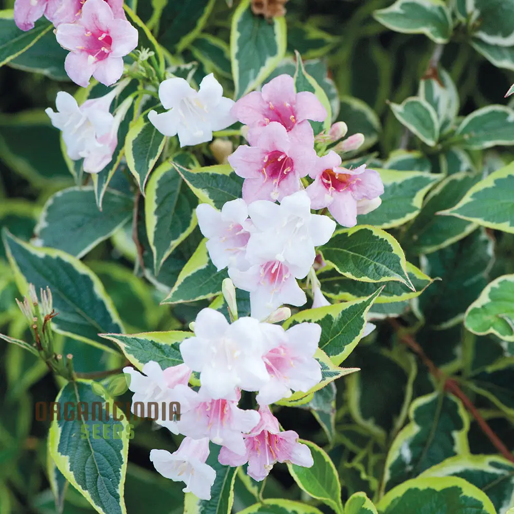 Weigela Florida Seeds for Planting, Hardy Shrub with Vibrant Blooms
