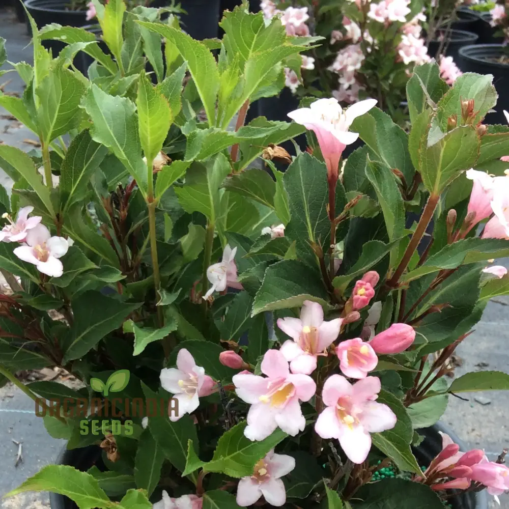 Weigela Florida Seeds for Planting, Hardy Shrub with Vibrant Blooms - Image 3