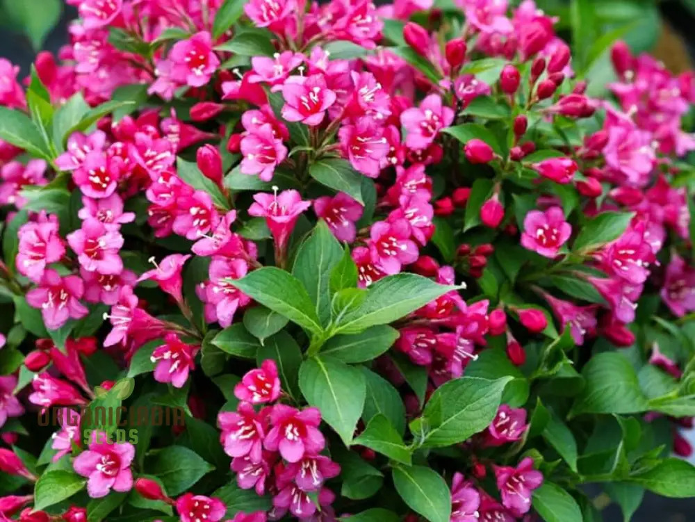 Weigela Florida Seeds for Planting, Hardy Shrub with Vibrant Blooms - Image 4
