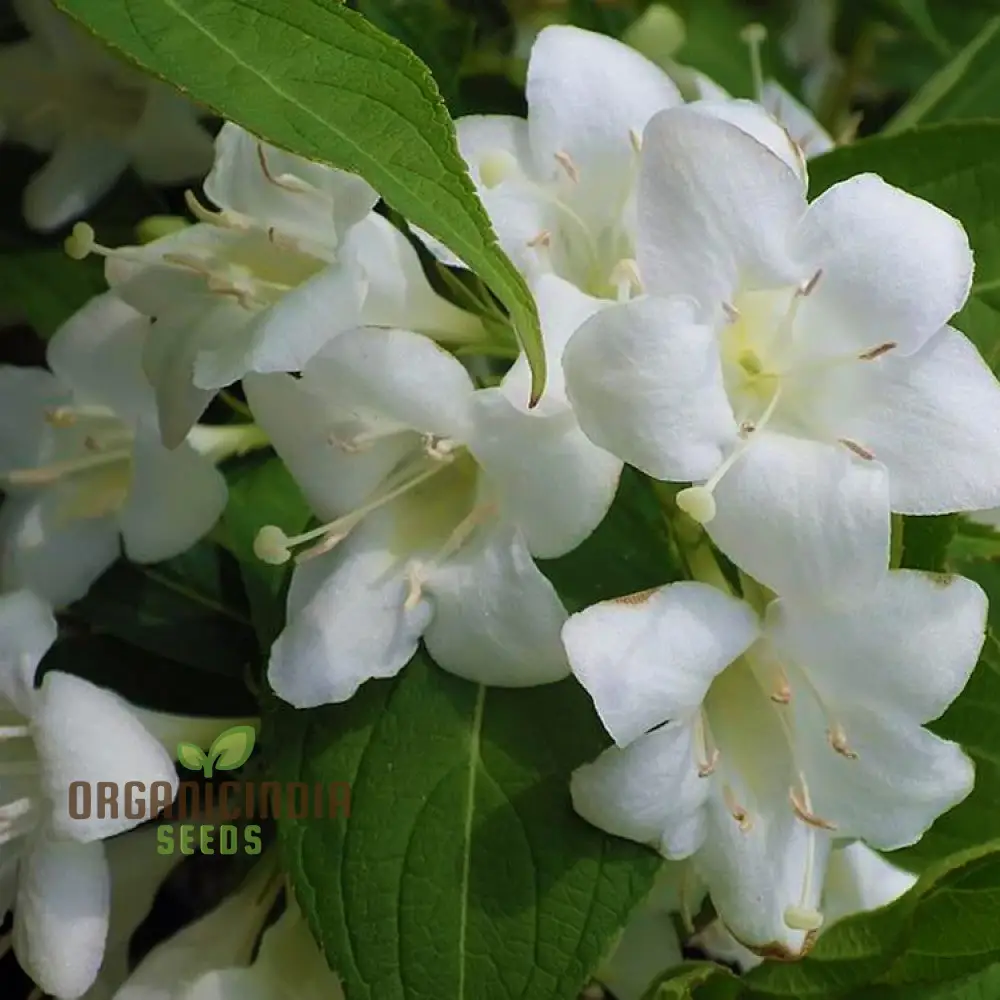 Weigela Florida 'Snowflake' Seeds - Hardy Planting Instructions Included for Your Garden