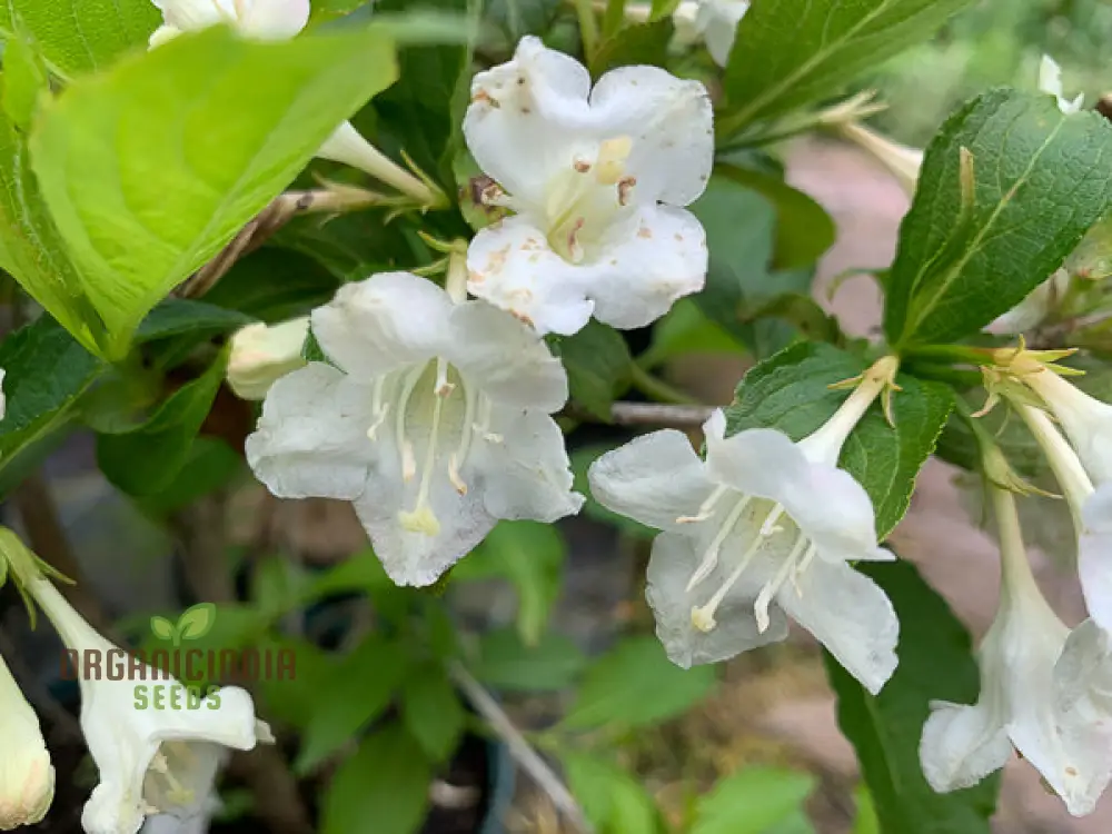 Weigela Florida 'Snowflake' Seeds - Hardy Planting Instructions Included for Your Garden - Image 3