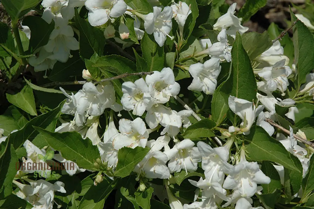 Weigela Florida 'Snowflake' Seeds - Hardy Planting Instructions Included for Your Garden - Image 4