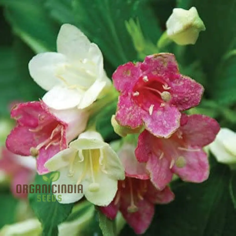 Weigela Florida Versicolor Seeds - Vibrant Planting Options for Your Garden