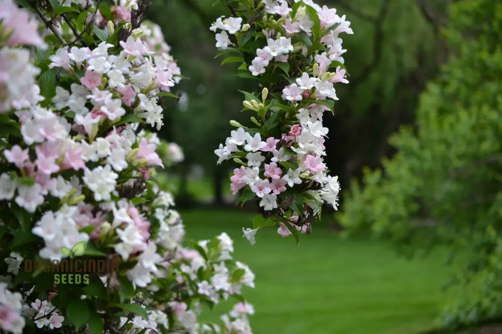 Weigela Florida Versicolor Seeds - Vibrant Planting Options for Your Garden - Image 3