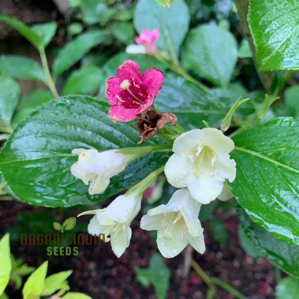 Weigela Florida Versicolor Seeds - Vibrant Planting Options for Your Garden - Image 4
