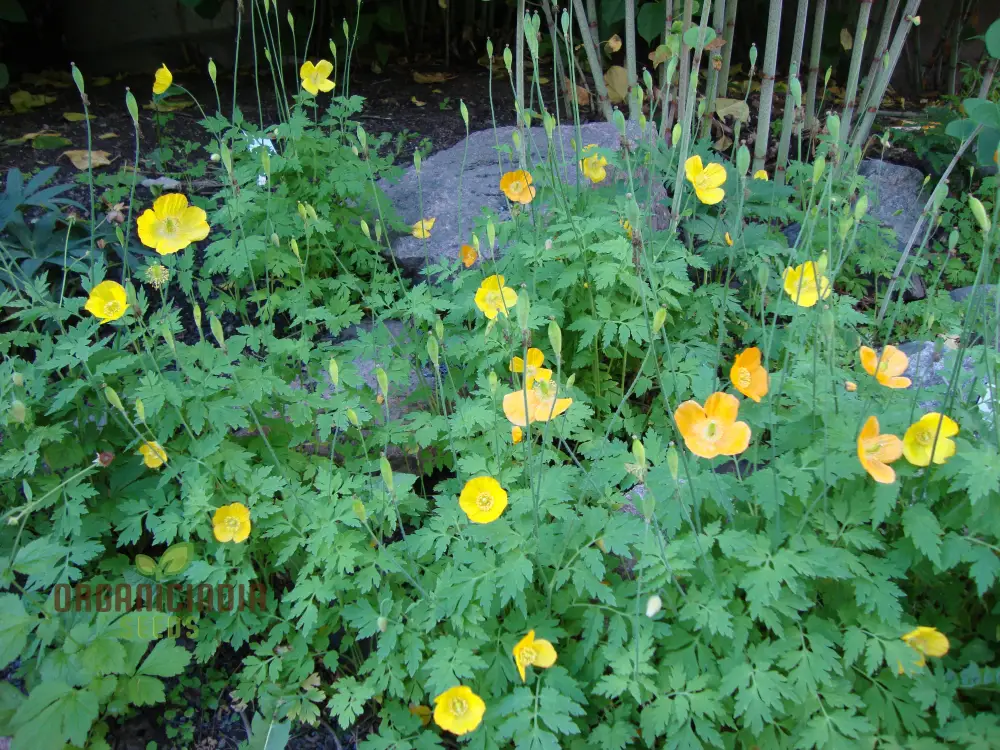 Welsh Poppy Flower Seeds For Planting: Premium Varieties for Your Flourishing Garden - Image 3