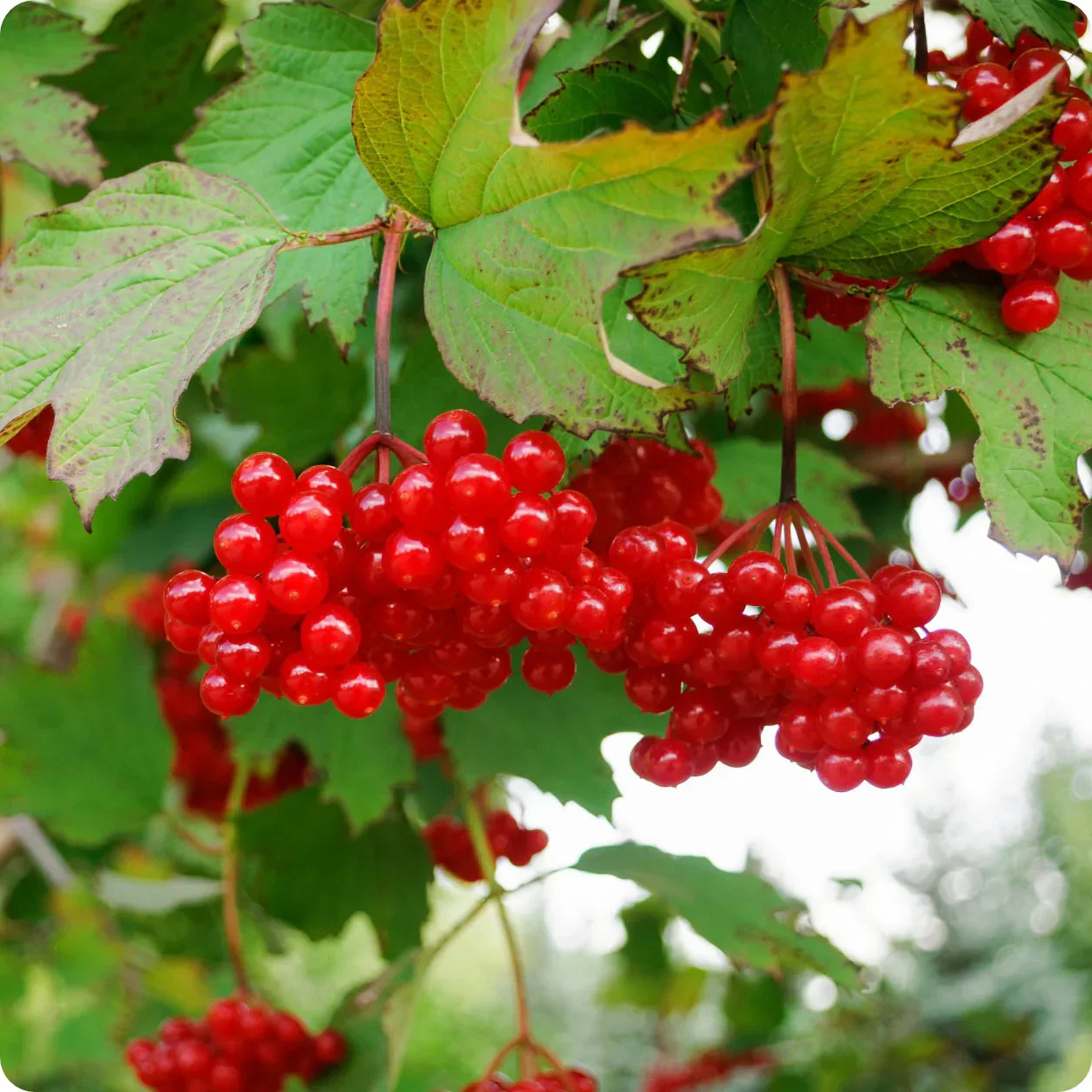 Wentworth High-Bush Cranberry (Vaccinium corymbosum 'Wentworth') – Seeds - Image 3