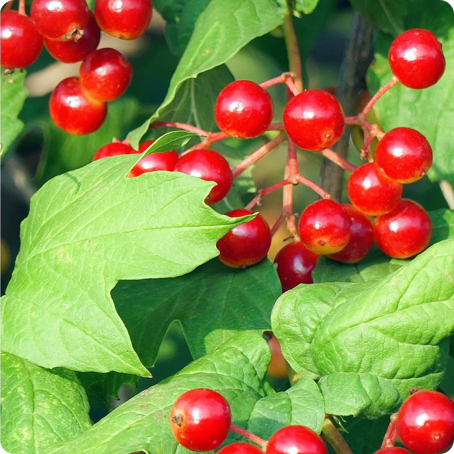 Wentworth High-Bush Cranberry (Vaccinium corymbosum 'Wentworth') – Seeds - Image 4