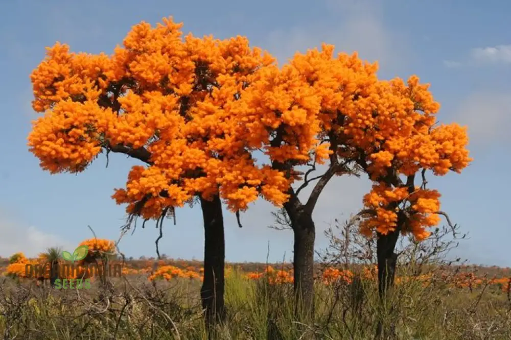West Australian Christmas Tree Wildflower Seeds - Gardening Delight, Native Australian Seeds, Easy to Grow - Image 2