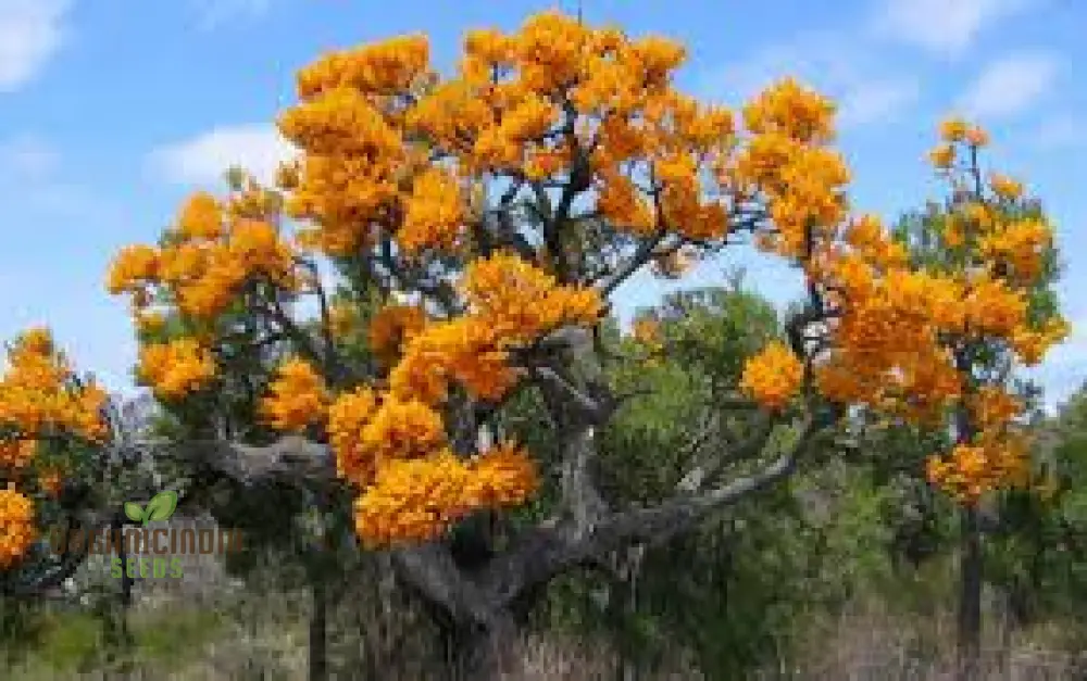 West Australian Christmas Tree Wildflower Seeds - Gardening Delight, Native Australian Seeds, Easy to Grow - Image 3