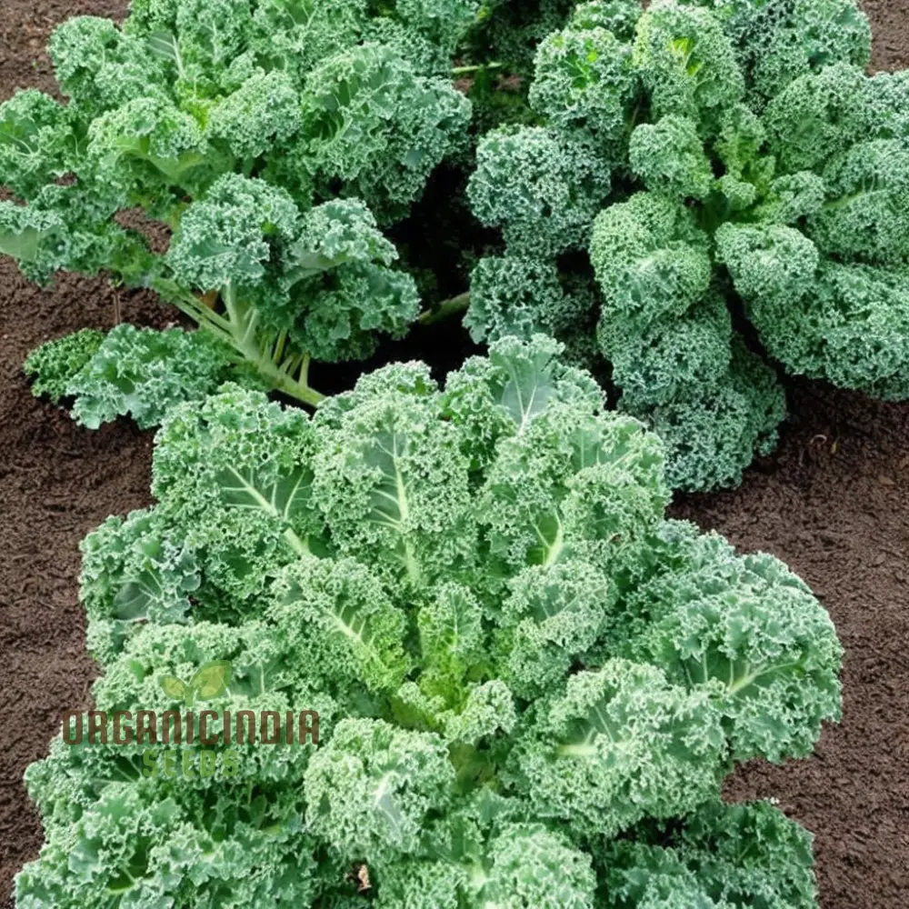 Westlandse Kale Vegetable Seeds, Heirloom, Nutritious, and Hardy Greens for Your Garden