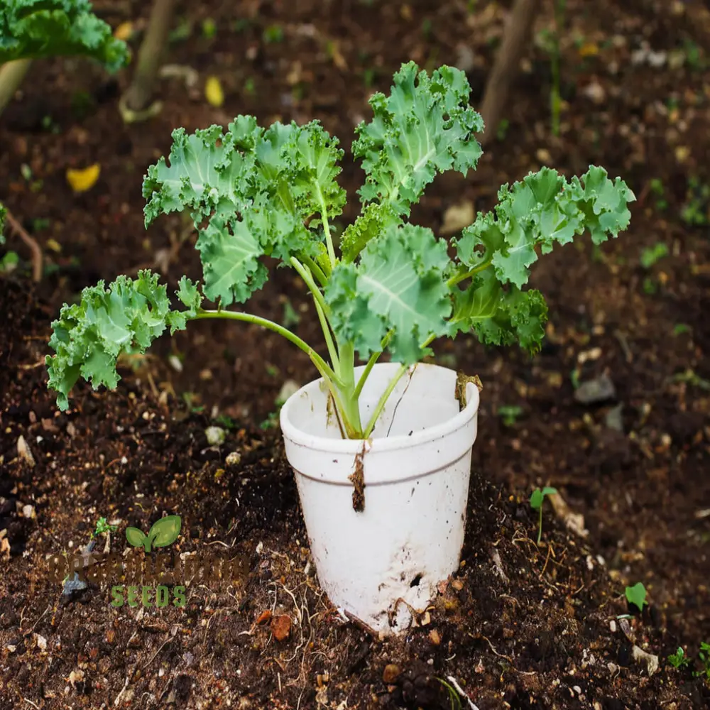 Westlandse Kale Vegetable Seeds, Heirloom, Nutritious, and Hardy Greens for Your Garden - Image 3