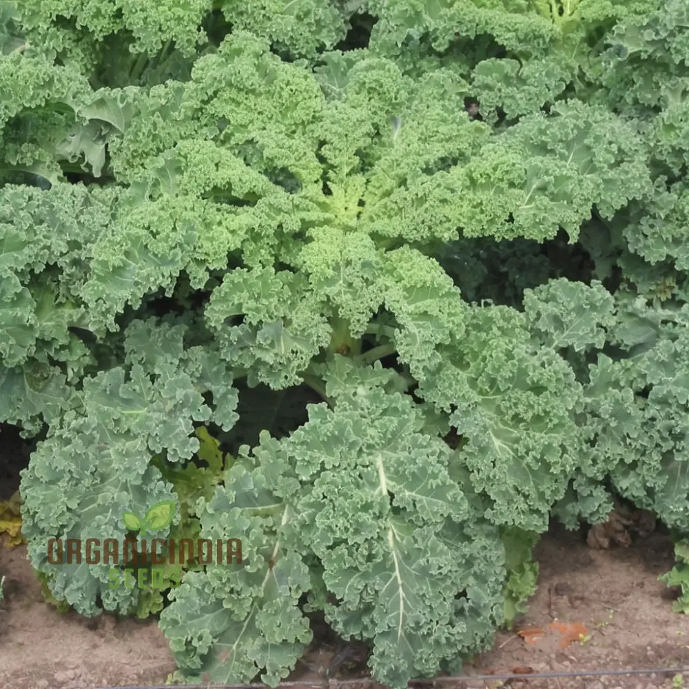 Westlandse Kale Vegetable Seeds, Heirloom, Nutritious, and Hardy Greens for Your Garden - Image 4