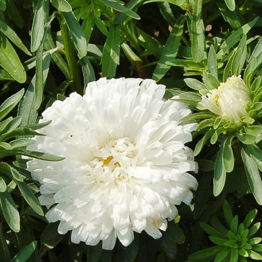 White Aster Flower Seeds, Elegant Pure Blooms, Easy to Grow, Non-GMO - Image 2