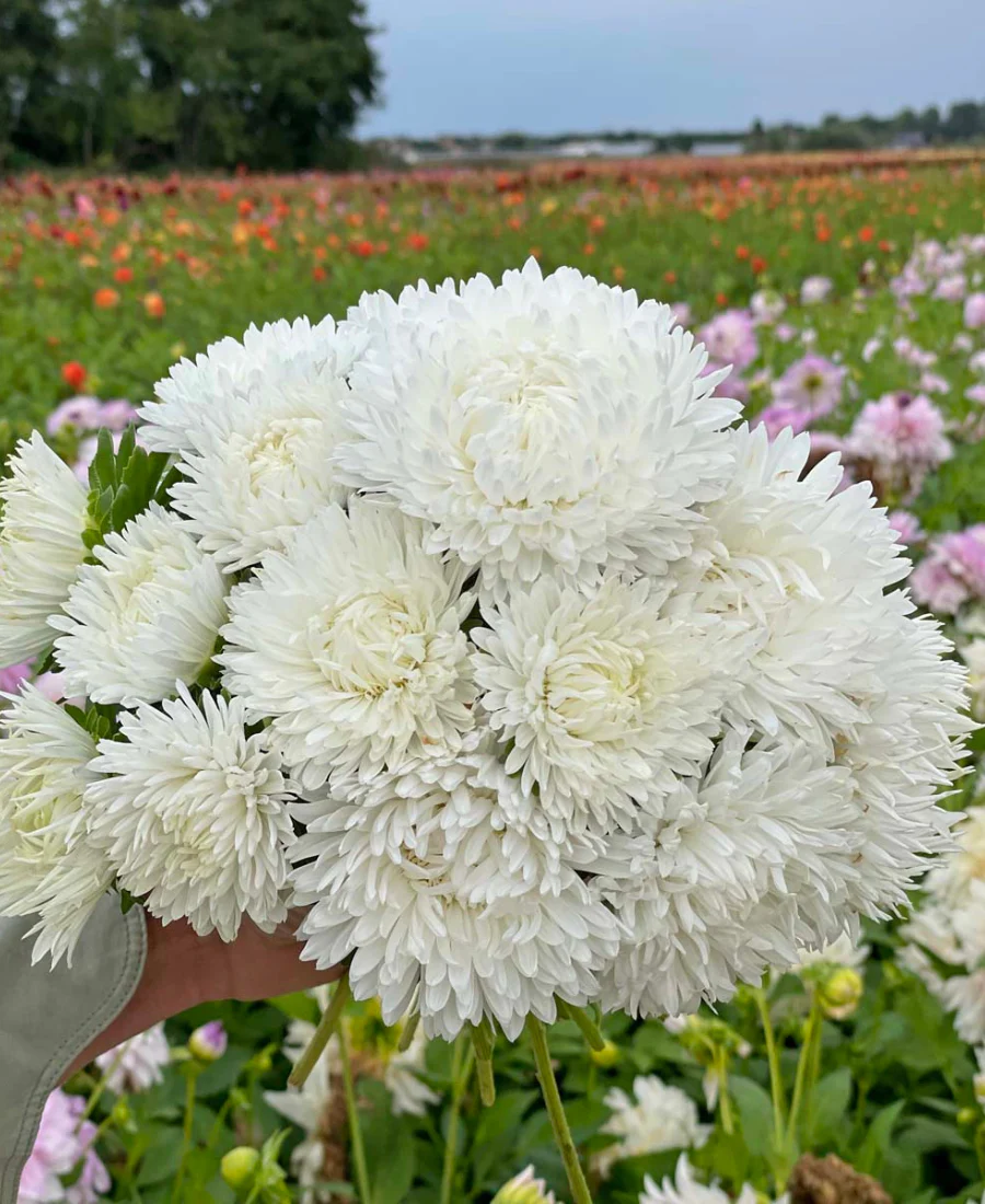 White Aster Flower Seeds, Elegant Pure Blooms, Easy to Grow, Non-GMO - Image 3