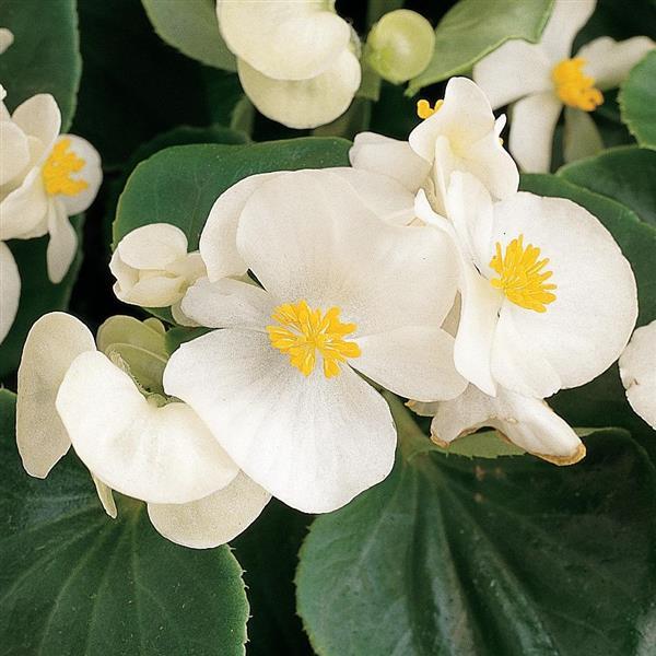 White Begonia Flower Seeds , Elegant Blooms, Shade-Loving, Non-GMO - Image 2