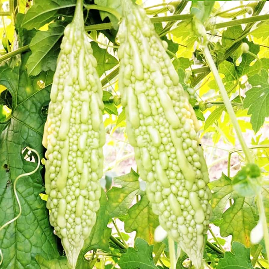 White Bitter Gourd Seeds – Rare Heirloom Variety for Nutritious Harvest - Image 2