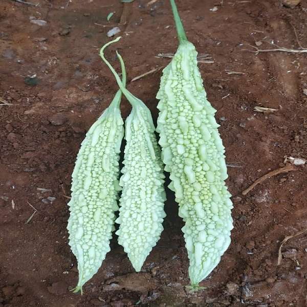 White Bitter Gourd Seeds – Rare Heirloom Variety for Nutritious Harvest - Image 3