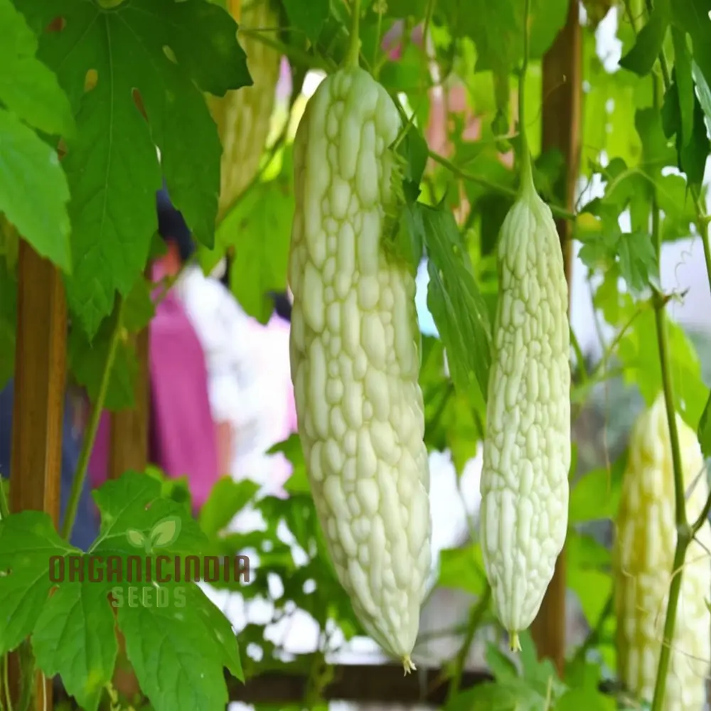 White Bitter Gourd Vegetable Seeds for Planting High Yield Bitter Melon Seeds - Image 4