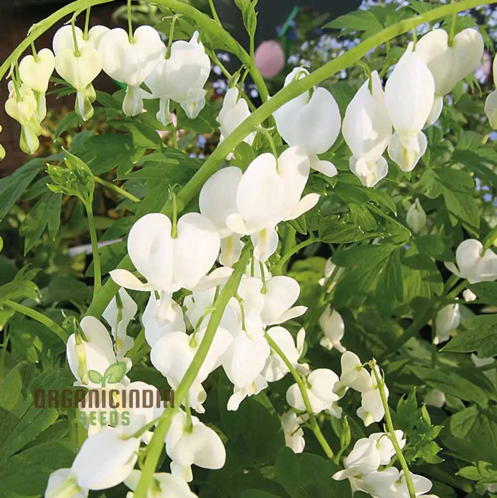Bleeding Heart Seeds (White Bleeding Heart Seeds) - Elegant Heart-Shaped Blooms for Gardens