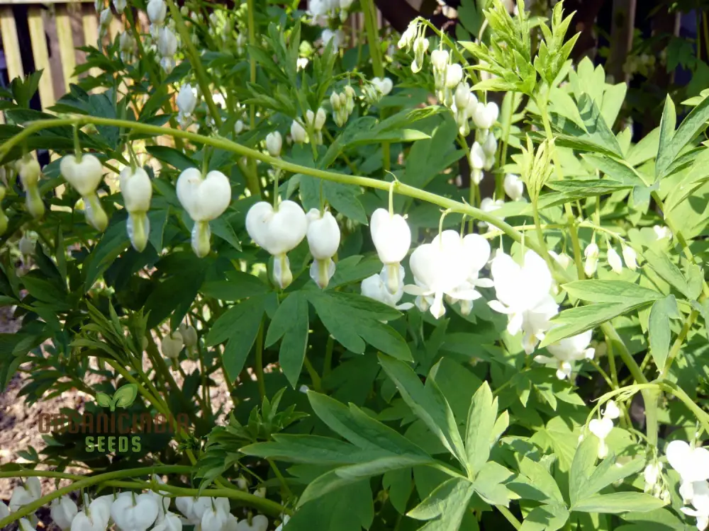Bleeding Heart Seeds (White Bleeding Heart Seeds) - Elegant Heart-Shaped Blooms for Gardens - Image 3