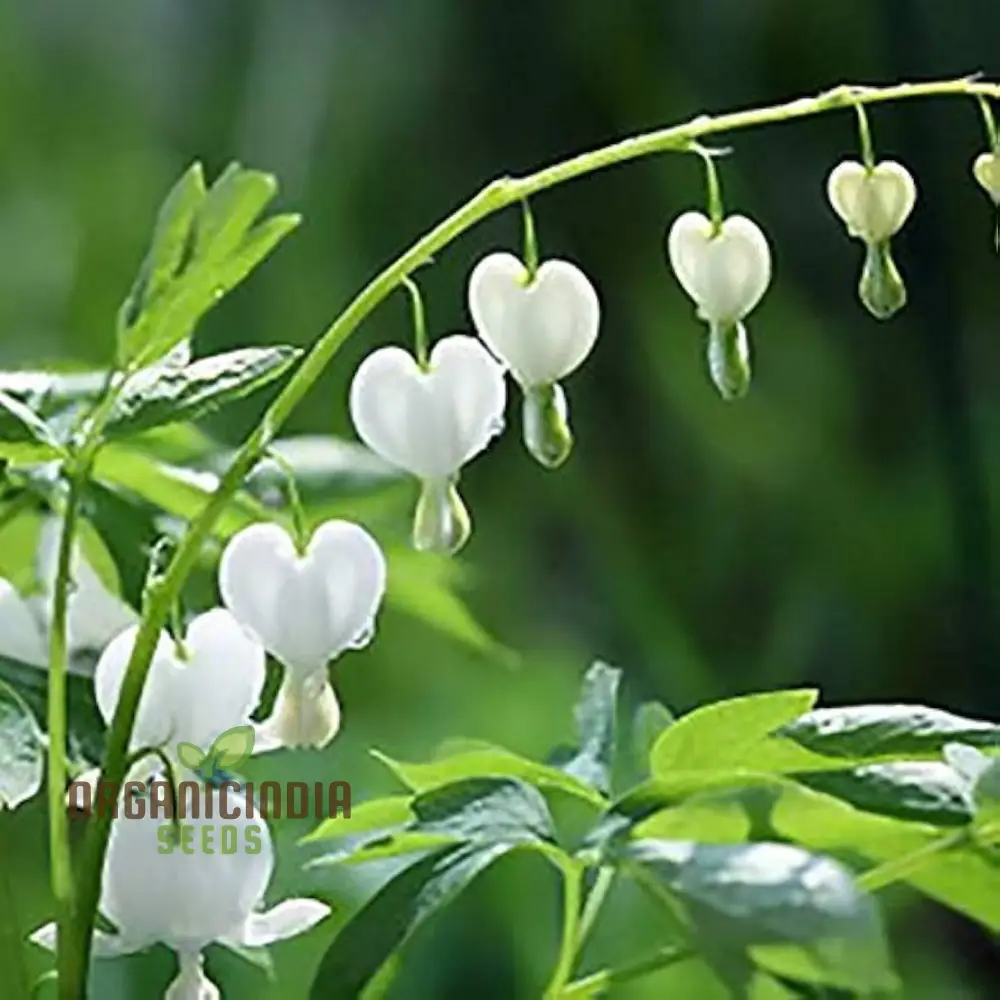 Bleeding Heart Seeds (White Bleeding Heart Seeds) - Elegant Heart-Shaped Blooms for Gardens - Image 4