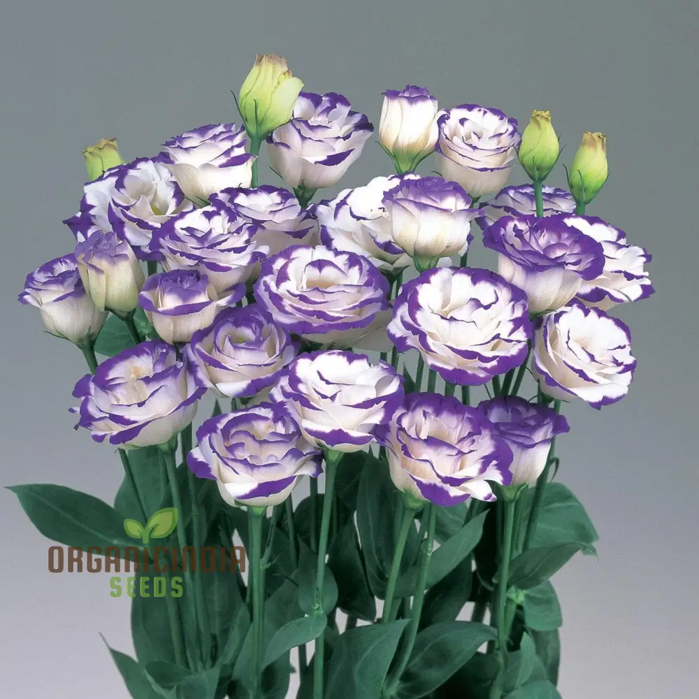 White & Blue Lisianthus Seeds – Elegant Cut Flower Variety