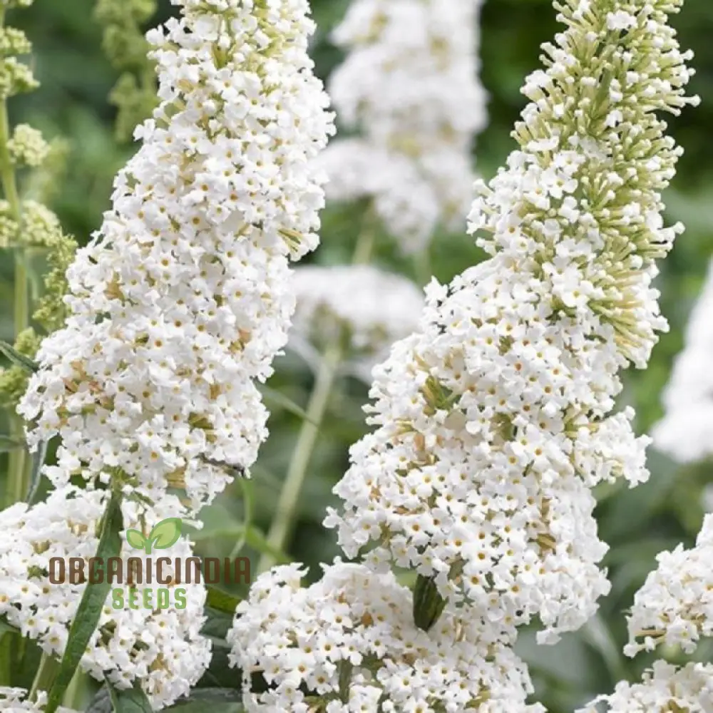 White Butterfly Bush Buddleia Davidii Flower Seeds for Planting, High-Quality Seeds for Beautiful Blooms