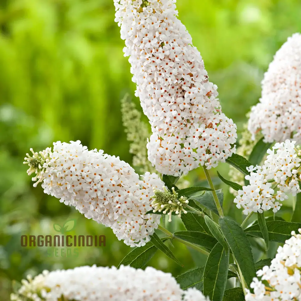White Butterfly Bush Buddleia Davidii Flower Seeds for Planting, High-Quality Seeds for Beautiful Blooms - Image 3