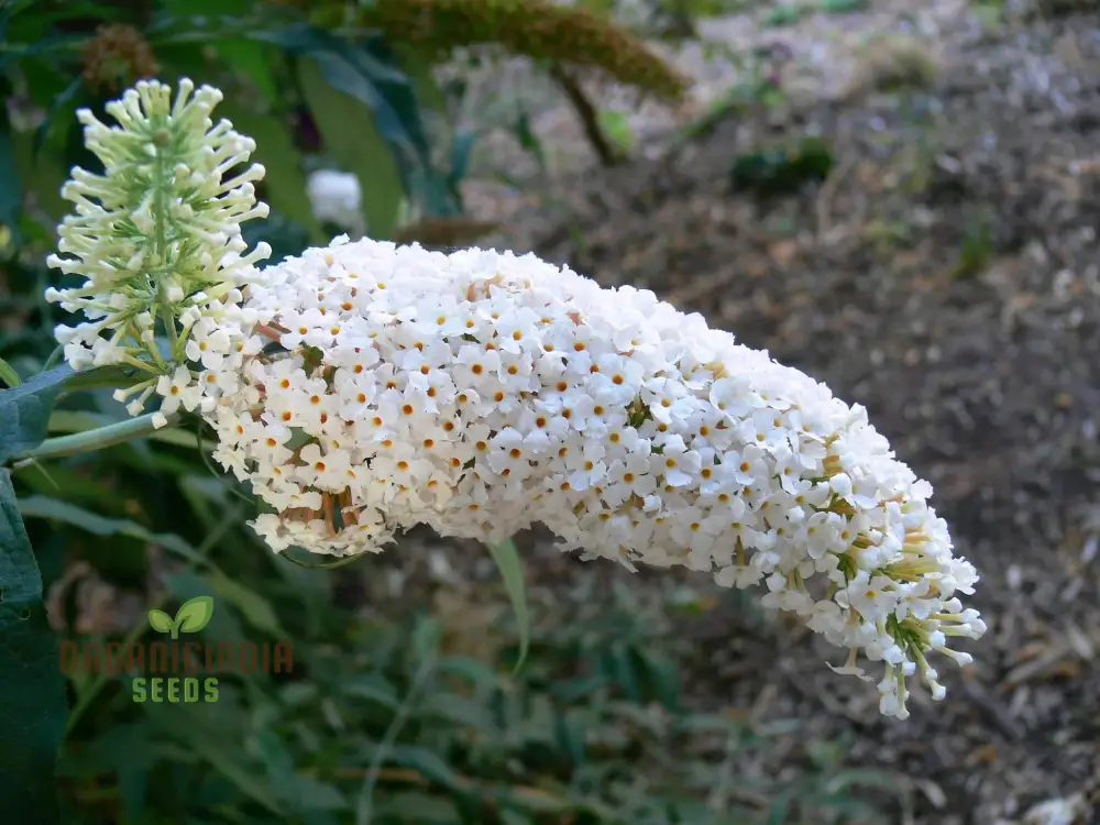 White Butterfly Bush Buddleia Davidii Flower Seeds for Planting, High-Quality Seeds for Beautiful Blooms - Image 4