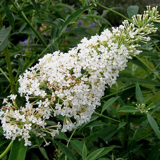 White Butterfly Bush Seeds, Buddleia Davidii Perennial Shrub, Attracts Butterflies, Low Maintenance, Fast Growing, Outdoor Patio Bed