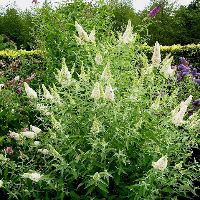 White Butterfly Bush Seeds, Buddleia Davidii Perennial Shrub, Attracts Butterflies, Low Maintenance, Fast Growing, Outdoor Patio Bed - Image 2