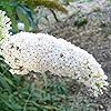 White Butterfly Bush Seeds, Buddleia Davidii Perennial Shrub, Attracts Butterflies, Low Maintenance, Fast Growing, Outdoor Patio Bed - Image 3