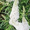 White Butterfly Bush Seeds, Buddleia Davidii Perennial Shrub, Attracts Butterflies, Low Maintenance, Fast Growing, Outdoor Patio Bed - Image 4