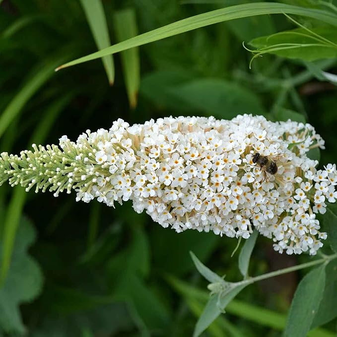 White Butterfly Bush Seeds, Buddleia Davidii Perennial Shrub, Attracts Butterflies, Low Maintenance, Fast Growing, Outdoor Patio Bed - Image 5